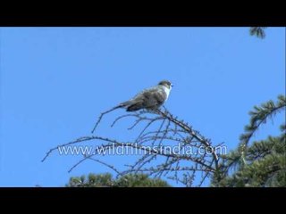 Eurasian Cuckoo calling out 'Cuck-coo' in the Himalaya!