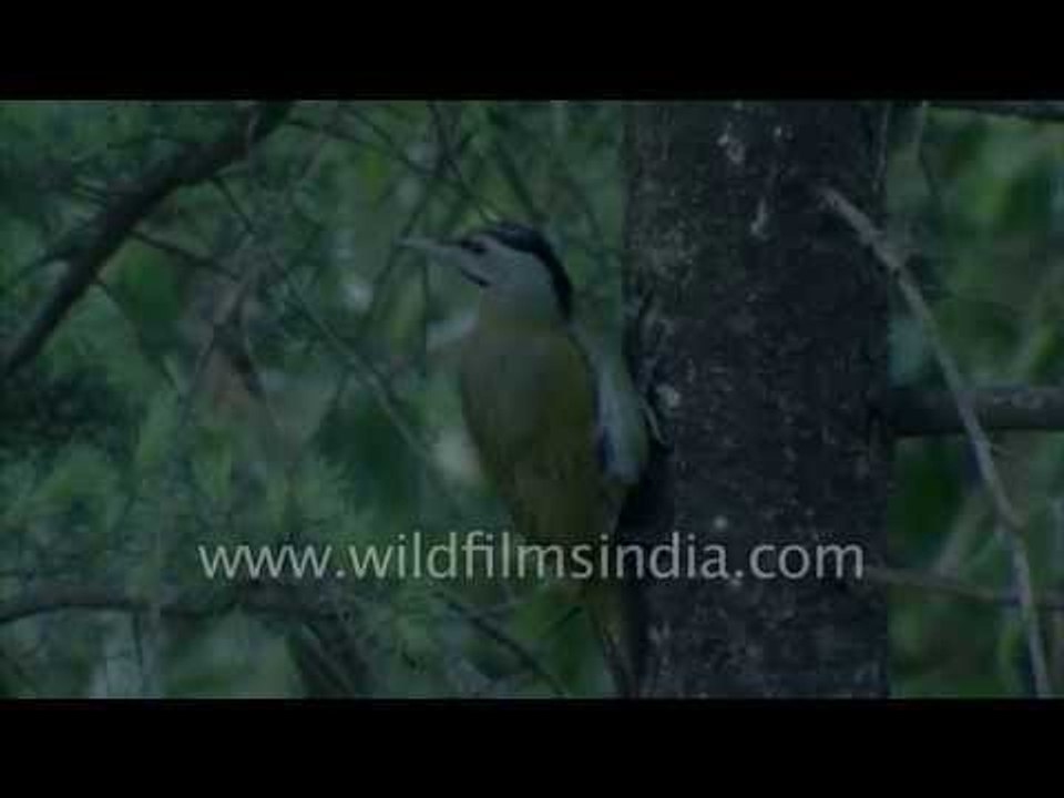 Lesser Scaly  bellied Woodpecker and White throated Laughing Thrush