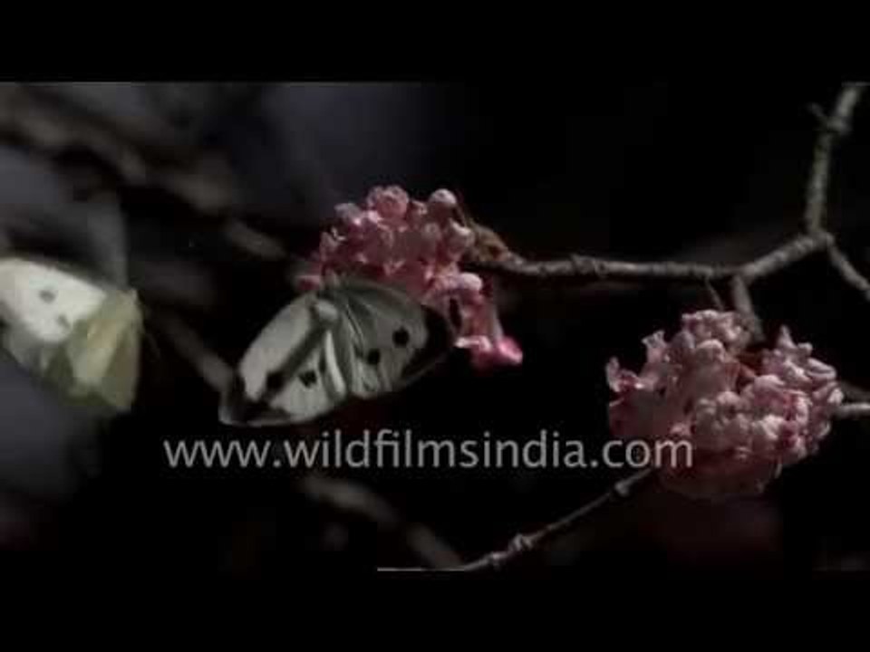 Mating butterflies: Daphne flowers with Dark Clouded Yellow and other butterflies in the Himalaya