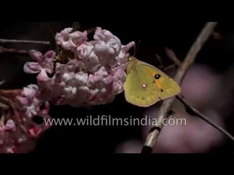 Himalayan Daphne attracts spring time Himalayan butterflies