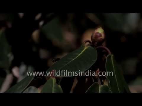 Butterfly flits around Daphne bholua and Rhododendron flowers - Uttarakhand