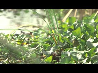 Smoky Warbler : Birds of Basai wetland, just outside New Delhi city