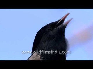 Rosy Starling vocalizes on Delhi spring-time migration