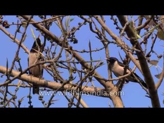 Rosy Starlings or Rosy Pastors pass through Delhi on spring passage