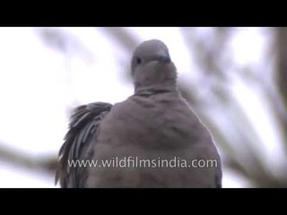Collared or Ring Dove in Delhi