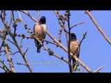 Rosy Pastors enjoy the Delhi spring on their migration north