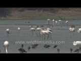 Painted Stork and Greater Flamingos carouse in Indian wetland