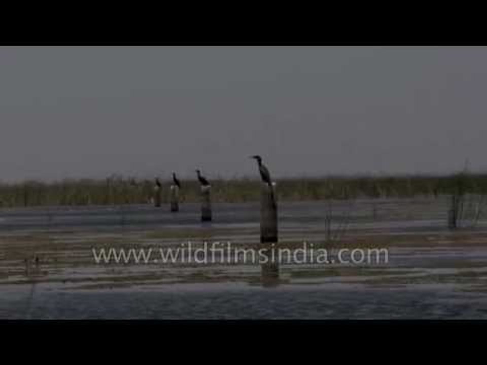 Many Cormorants all lined up in a neat little row!