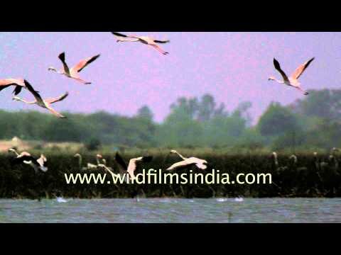 Greater Flamingos take off en masse from Indian wetland