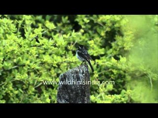Male Grey Bushchat and Grey hooded Warbler in Himalayan mountains
