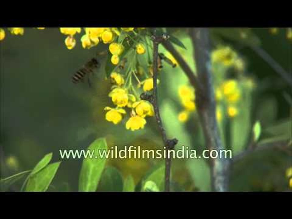 Berberis aristata in Himalayan spring-time flower, with bees