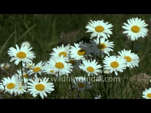 Springtime in the Himalaya, with a profusion of daisies