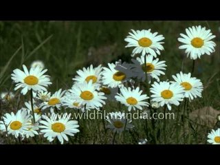 Springtime in the Himalaya, with a profusion of daisies