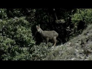 Goral eats oak leaves in Uttarakhand
