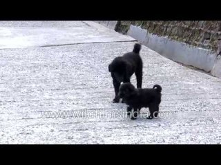 Himalayan Sheep dogs or Bhotia puppies playing in the Himalaya