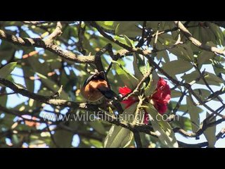 Rufous or Black-capped Sibia on Rhododendron blossom in the Himalaya