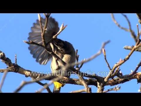 Hill White cheeked Bulbul preens in the Himalaya