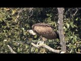 Steppe Eagles and Griffon Vultures in the Himalaya