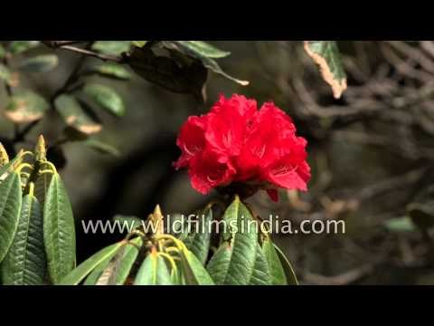 Favourite flower of hill people: Gurans, buras or just Rhododendron arboreum!