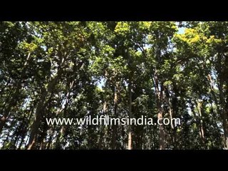 Sal forest of Rajaji National park