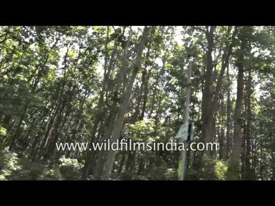 Amidst the Sal Forests - Rajaji National Park, Uttarakhand