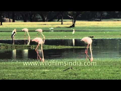 Greater Flamingos get aggressive