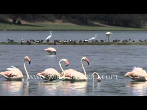 Flamingos in such deep water they look like Swans!
