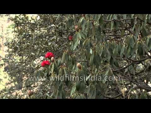 Rhododendron growing in Yamunotri valley, Uttarakhand
