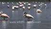 Flock of Flamingos at Thol lake, India