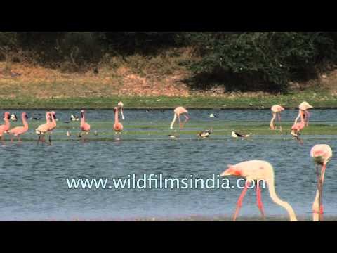 A group of Greater Flamingos parading in Thol lake