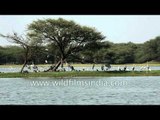 Sarus Cranes, Greater Flamingos and other species of birds near lakeside