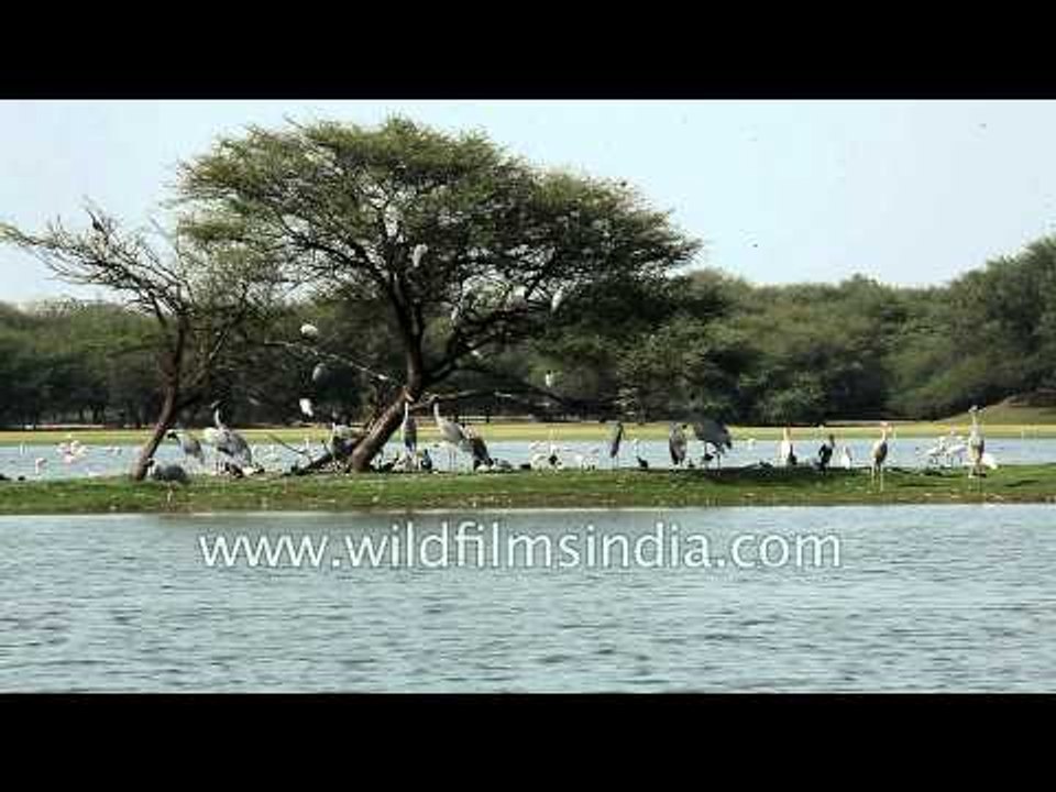 Sarus Cranes, Greater Flamingos and other species of birds near lakeside