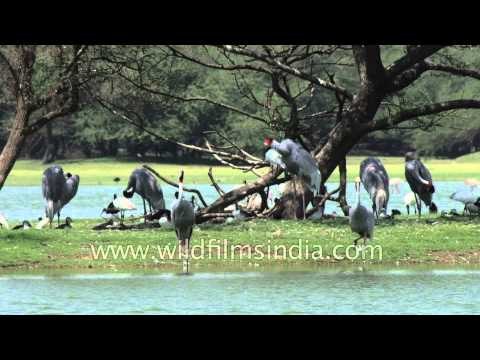 Group of Sarus Cranes and Greater Flamingos at Thol lake