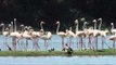 Birds of a feather flock together -  Greater Flamingos in Thol lake