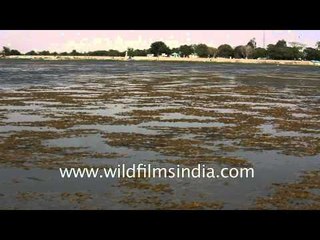 Nal sarovar Lake Sanctuary, Gujarat