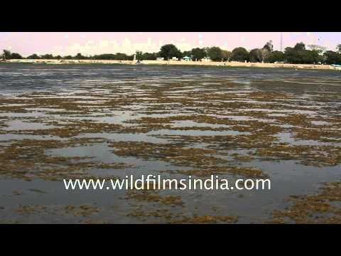 Nal sarovar Lake Sanctuary, Gujarat