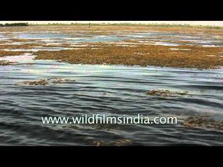 Lake Nal sarovar and the wetlands around it