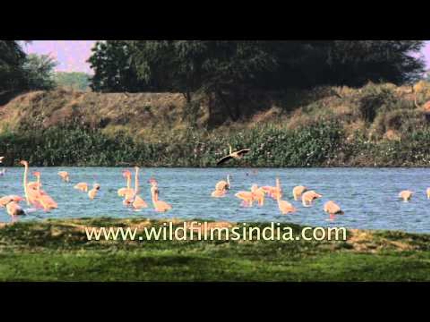 Greater Flamingo lands near lakeside