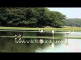 Greater Flamingos searching for food in shallow lake water