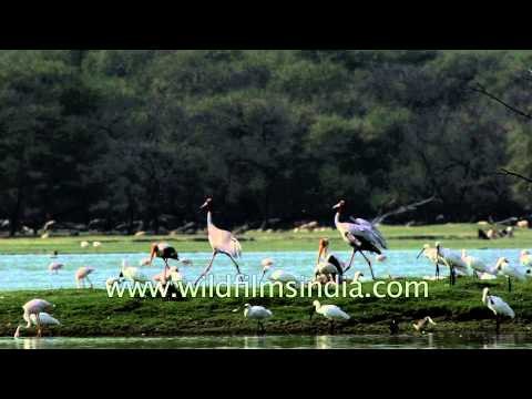 Sarus Cranes, Painted Storks and Flamingos in wild
