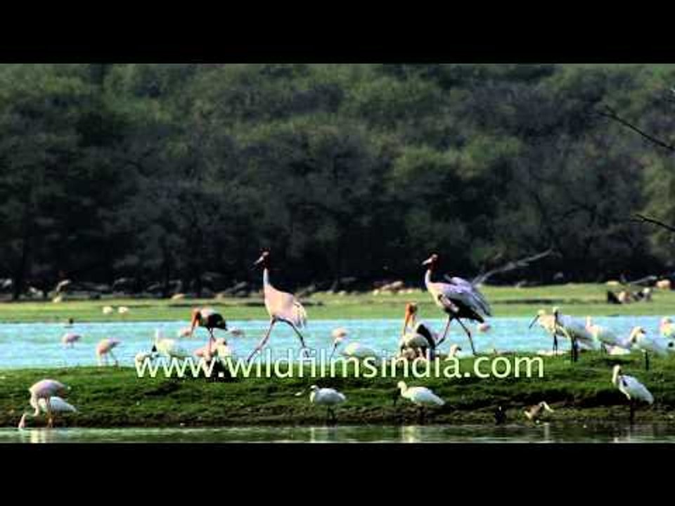Sarus Cranes, Painted Storks and Flamingos in wild