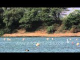Greater Flamingo (Phoenicopterus ruber) flying low over lake