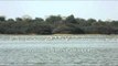 Pair of Sarus Cranes along with flock of Greater Flamingos at Thol lake