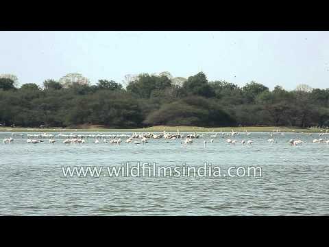 Pair of Sarus Cranes along with flock of Greater Flamingos at Thol lake