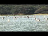 Flock of Greater Flamingos searching for food stock in Thol lake