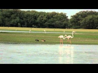 Greater Flamingo runs on lake water for landing