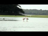Greater Flamingos standing in shallow water of Thol lake