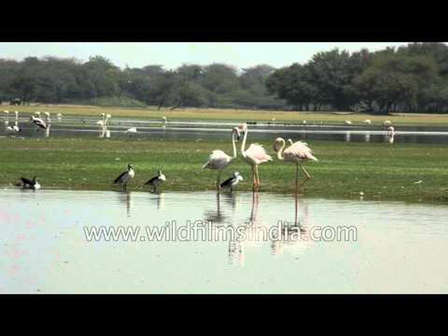 Aggressive interaction between Greater Flamingos