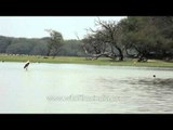 Greater Flamingos enjoys the serenity of Thol lake