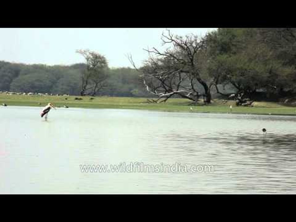Greater Flamingos enjoys the serenity of Thol lake